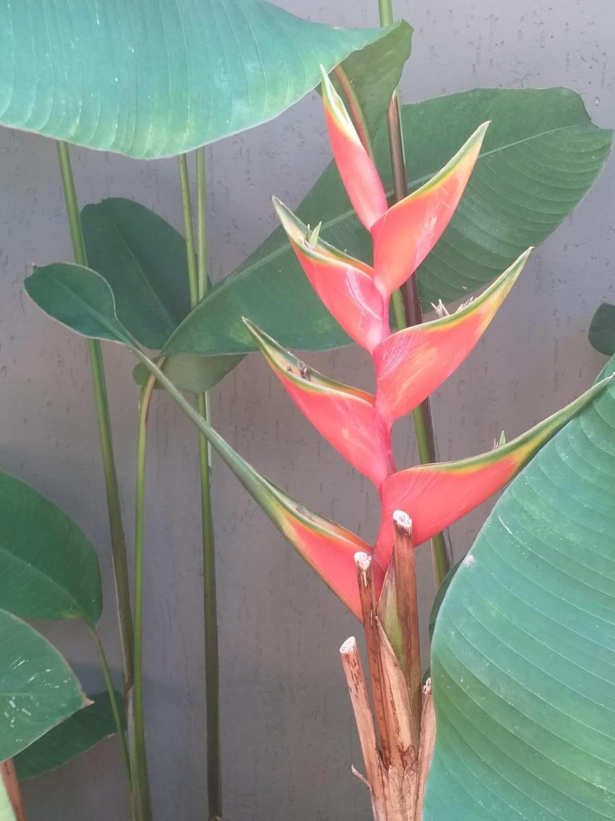 Chale Tulipa - Centro Praia Da Pipa Praia de Pipa Exteriér fotografie